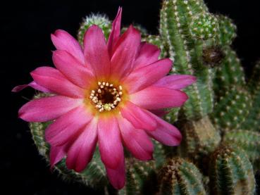 Blüte der Mutterpflanze